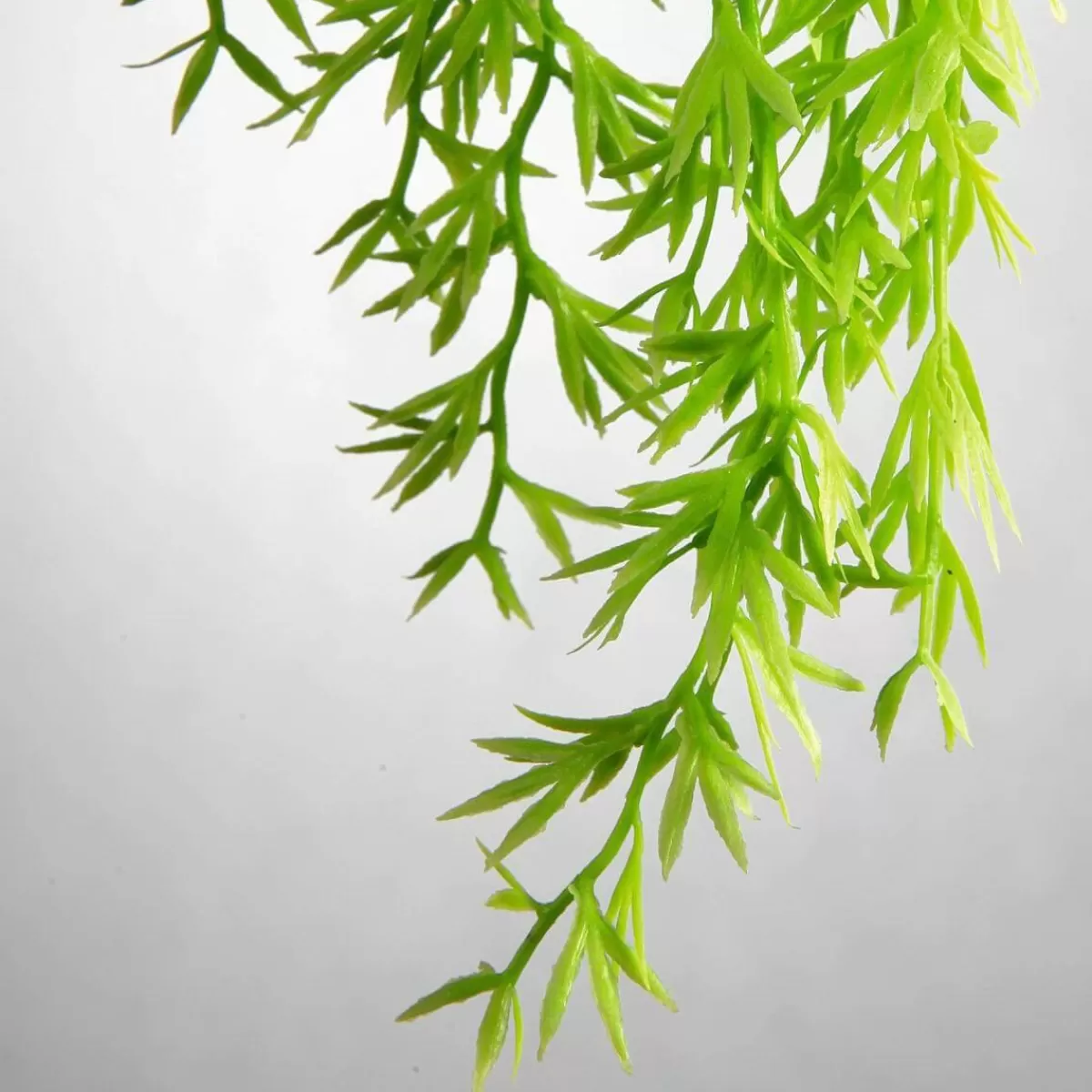 DecoWoerner Artificial Plant Hanger Decorative Asparagus , 84 Cm