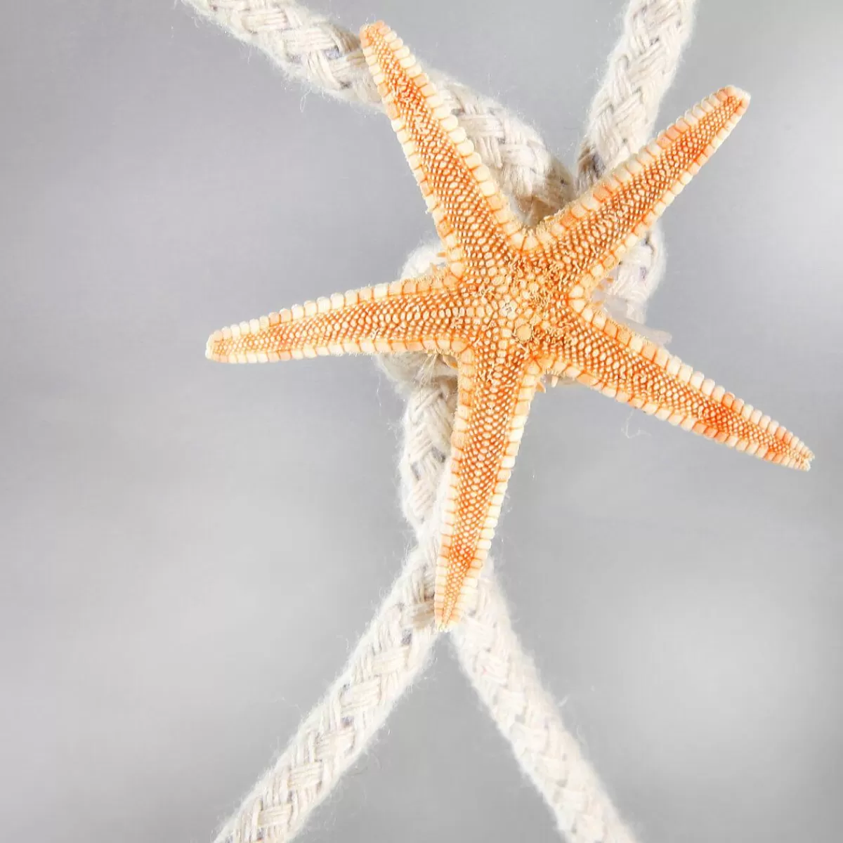 DecoWoerner Decorative Fishing Net 100 X 150 Cm