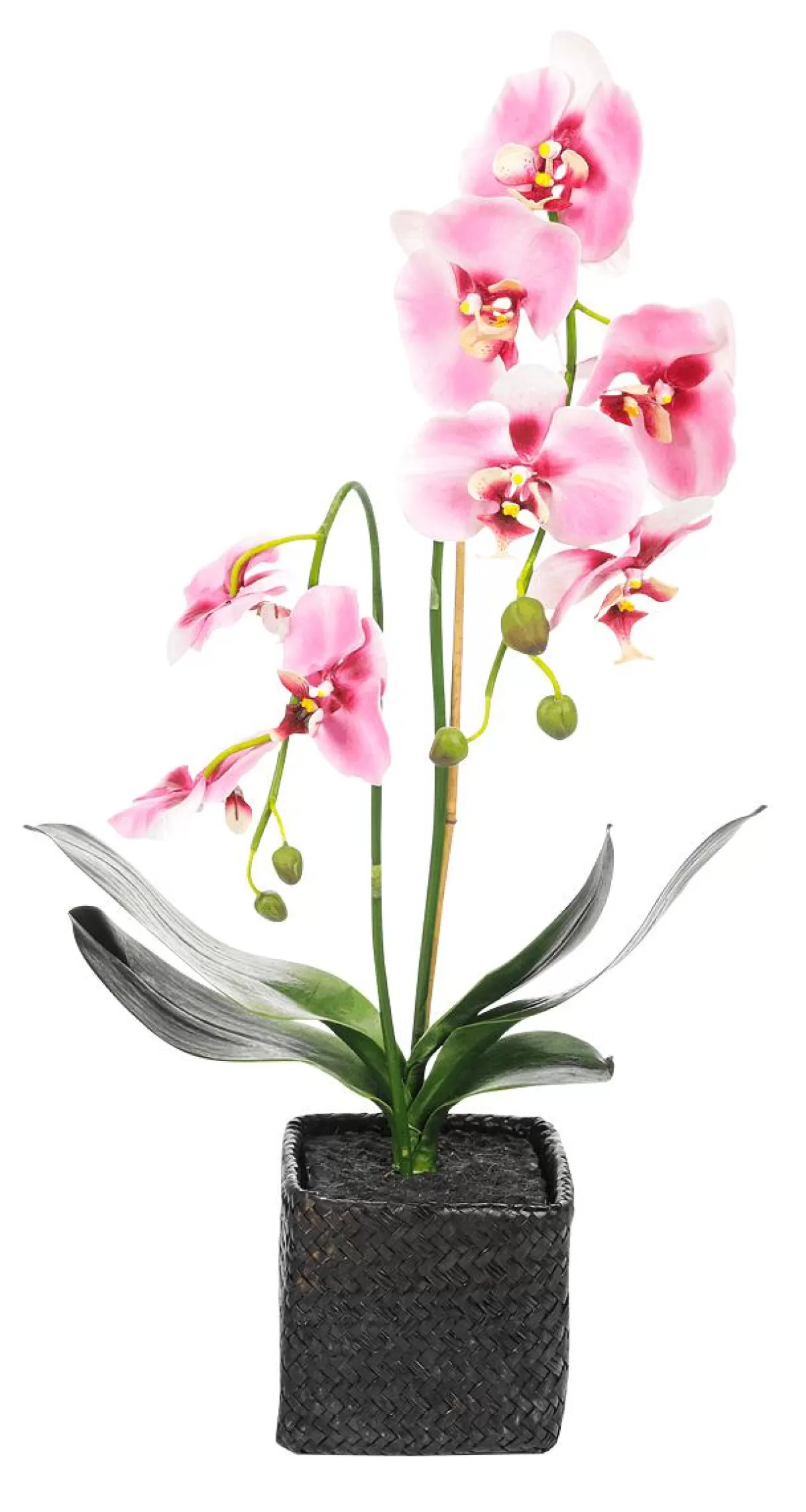 DecoWoerner Decorative Orchid In Pot 80 Cm