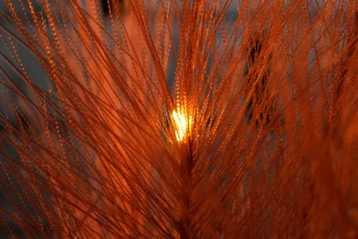 DecoWoerner LED Pampas Grass Tuft Set With Battery, 118 Cm Long
